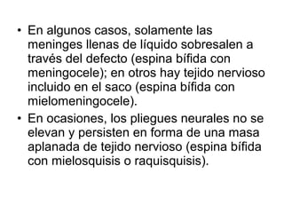• En algunos casos, solamente las
meninges llenas de líquido sobresalen a
través del defecto (espina bífida con
meningocele); en otros hay tejido nervioso
incluido en el saco (espina bífida con
mielomeningocele).
• En ocasiones, los pliegues neurales no se
elevan y persisten en forma de una masa
aplanada de tejido nervioso (espina bífida
con mielosquisis o raquisquisis).
 