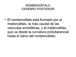ROMBENCEFALO
CEREBRO POSTERIOR
• El rombencéfalo está formado por el
mielencéfalo, la más caudal de las
vesículas encefálicas, y el metencéfalo,
que va desde la curvatura protuberancial
hasta el istmo del rombencéfalo.
 