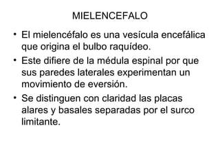 MIELENCEFALO
• El mielencéfalo es una vesícula encefálica
que origina el bulbo raquídeo.
• Este difiere de la médula espinal por que
sus paredes laterales experimentan un
movimiento de eversión.
• Se distinguen con claridad las placas
alares y basales separadas por el surco
limitante.
 