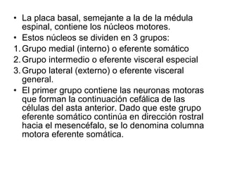 • La placa basal, semejante a la de la médula
espinal, contiene los núcleos motores.
• Estos núcleos se dividen en 3 grupos:
1.Grupo medial (interno) o eferente somático
2.Grupo intermedio o eferente visceral especial
3.Grupo lateral (externo) o eferente visceral
general.
• El primer grupo contiene las neuronas motoras
que forman la continuación cefálica de las
células del asta anterior. Dado que este grupo
eferente somático continúa en dirección rostral
hacia el mesencéfalo, se lo denomina columna
motora eferente somática.
 