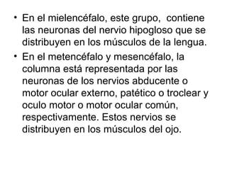 • En el mielencéfalo, este grupo, contiene
las neuronas del nervio hipogloso que se
distribuyen en los músculos de la lengua.
• En el metencéfalo y mesencéfalo, la
columna está representada por las
neuronas de los nervios abducente o
motor ocular externo, patético o troclear y
oculo motor o motor ocular común,
respectivamente. Estos nervios se
distribuyen en los músculos del ojo.
 