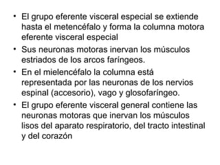 • El grupo eferente visceral especial se extiende
hasta el metencéfalo y forma la columna motora
eferente visceral especial
• Sus neuronas motoras inervan los músculos
estriados de los arcos faríngeos.
• En el mielencéfalo la columna está
representada por las neuronas de los nervios
espinal (accesorio), vago y glosofaríngeo.
• El grupo eferente visceral general contiene las
neuronas motoras que inervan los músculos
lisos del aparato respiratorio, del tracto intestinal
y del corazón
 