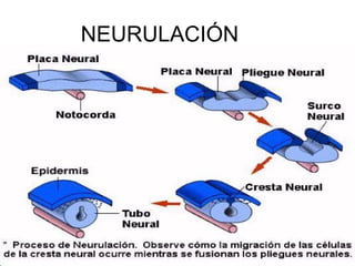 NEURULACIÓN
 