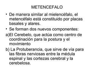 METENCEFALO
• De manera similar al mielencéfalo, el
metencéfalo está constituido por placas
basales y alares.
• Se forman dos nuevos componentes:
a)El Cerebelo, que actúa como centro de
coordinación para la postura y el
movimiento
b) La Protuberancia, que sirve de vía para
las fibras nerviosas entre la médula
espinal y las cortezas cerebral y la
cerebelosa.
 