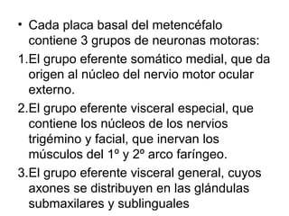 • Cada placa basal del metencéfalo
contiene 3 grupos de neuronas motoras:
1.El grupo eferente somático medial, que da
origen al núcleo del nervio motor ocular
externo.
2.El grupo eferente visceral especial, que
contiene los núcleos de los nervios
trigémino y facial, que inervan los
músculos del 1º y 2º arco faríngeo.
3.El grupo eferente visceral general, cuyos
axones se distribuyen en las glándulas
submaxilares y sublinguales
 