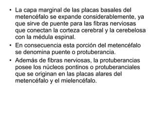 • La capa marginal de las placas basales del
metencéfalo se expande considerablemente, ya
que sirve de puente para las fibras nerviosas
que conectan la corteza cerebral y la cerebelosa
con la médula espinal.
• En consecuencia esta porción del metencéfalo
se denomina puente o protuberancia.
• Además de fibras nerviosas, la protuberancias
posee los núcleos pontinos o protuberanciales
que se originan en las placas alares del
metencéfalo y el mielencéfalo.
 