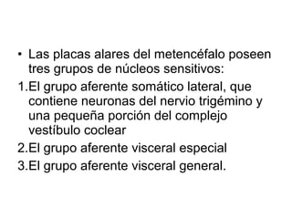 • Las placas alares del metencéfalo poseen
tres grupos de núcleos sensitivos:
1.El grupo aferente somático lateral, que
contiene neuronas del nervio trigémino y
una pequeña porción del complejo
vestíbulo coclear
2.El grupo aferente visceral especial
3.El grupo aferente visceral general.
 