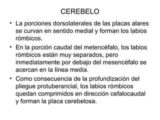 CEREBELO
• La porciones dorsolaterales de las placas alares
se curvan en sentido medial y forman los labios
rómbicos.
• En la porción caudal del metencéfalo, los labios
rómbicos están muy separados, pero
inmediatamente por debajo del mesencéfalo se
acercan en la línea media.
• Como consecuencia de la profundización del
pliegue protuberancial, los labios rómbicos
quedan comprimidos en dirección cefalocaudal
y forman la placa cerebelosa.
 