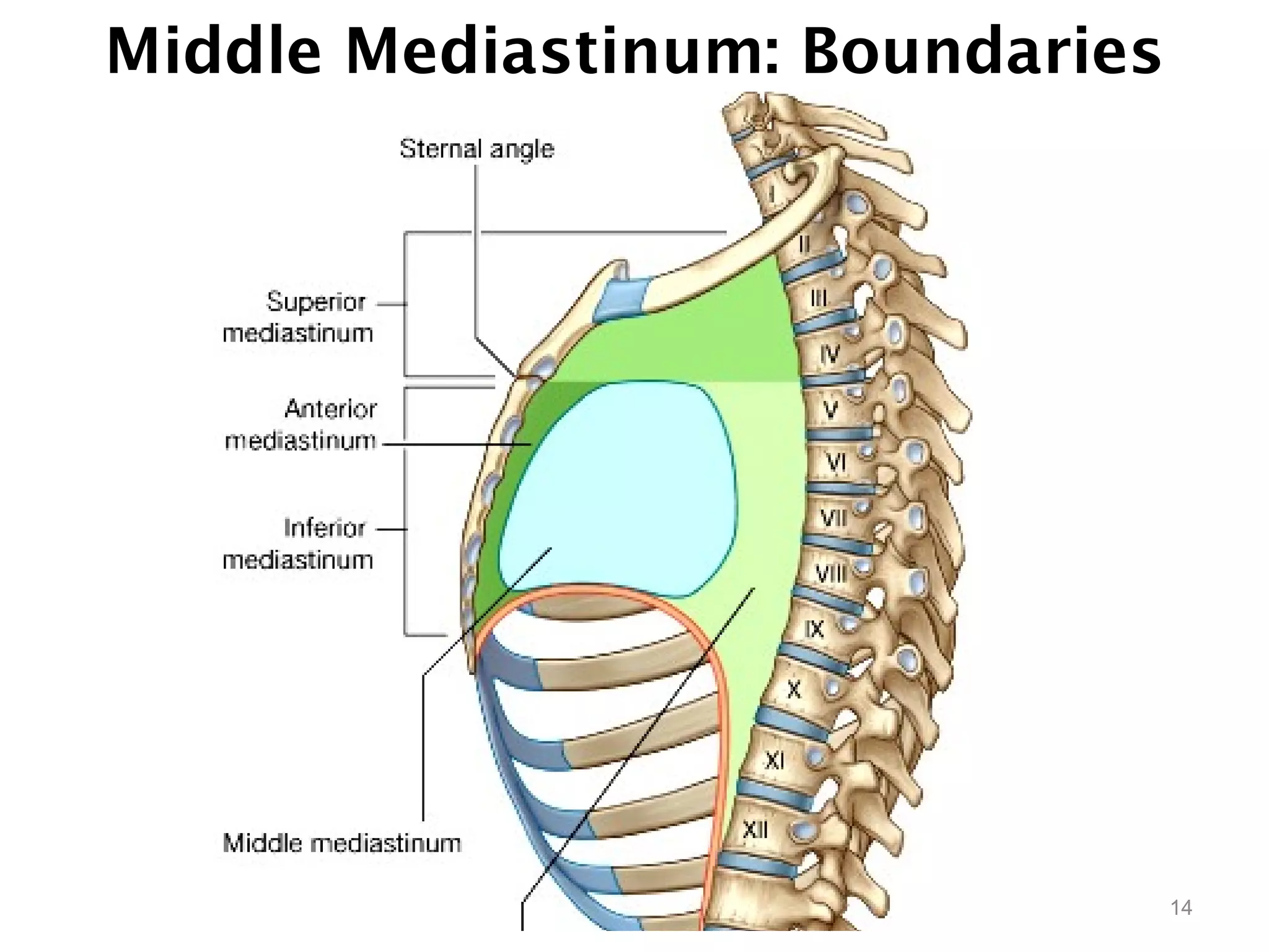 Middle Mediastinum: Boundaries
14
 