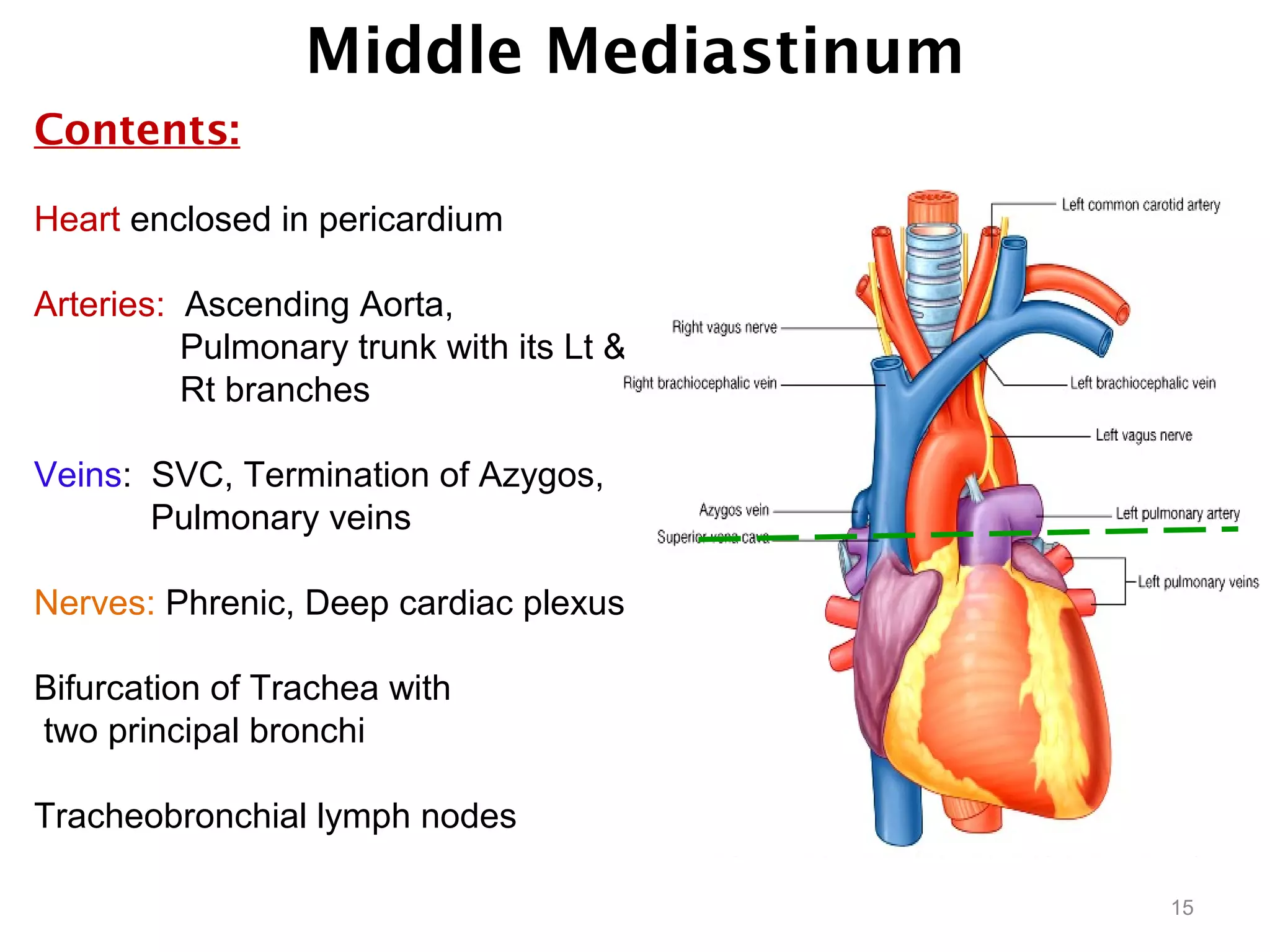 Middle Mediastinum
Contents:
Heart enclosed in pericardium
Arteries: Ascending Aorta,
Pulmonary trunk with its Lt &
Rt branches
Veins: SVC, Termination of Azygos,
Pulmonary veins
Nerves: Phrenic, Deep cardiac plexus
Bifurcation of Trachea with
two principal bronchi
Tracheobronchial lymph nodes
15
 