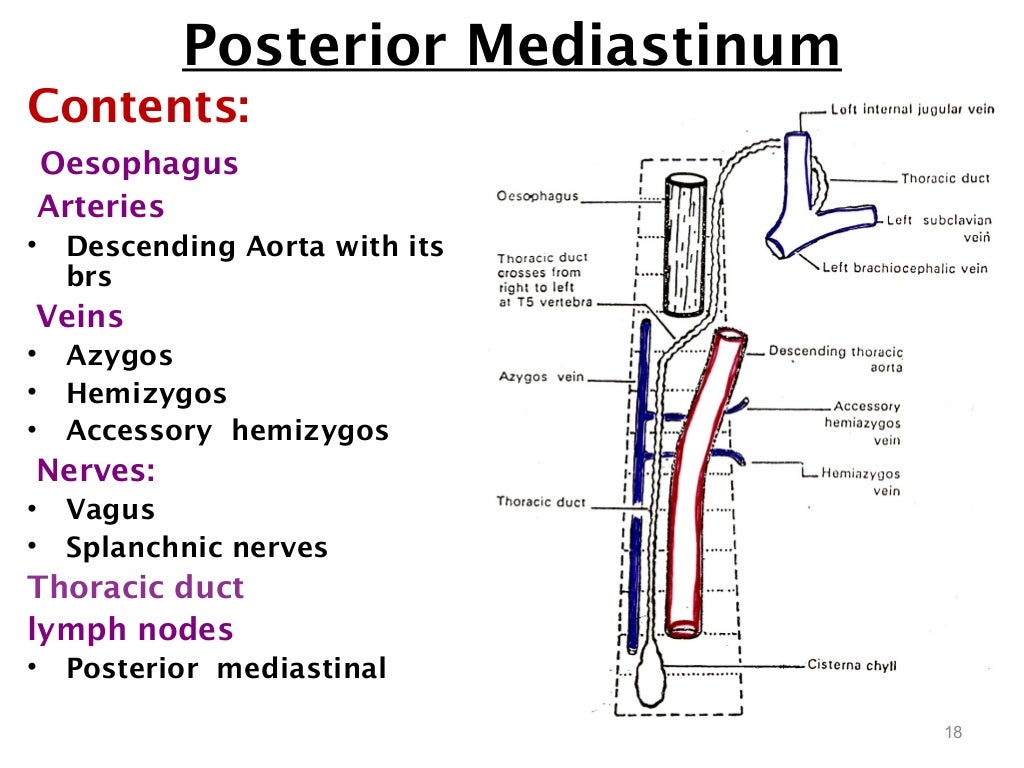 mediastinum