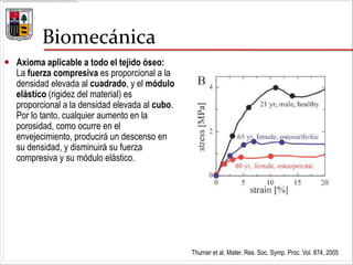 Biomecánica
 Axioma aplicable a todo el tejido óseo:
La fuerza compresiva es proporcional a la
densidad elevada al cuadrado, y el módulo
elástico (rigidez del material) es
proporcional a la densidad elevada al cubo.
Por lo tanto, cualquier aumento en la
porosidad, como ocurre en el
envejecimiento, producirá un descenso en
su densidad, y disminuirá su fuerza
compresiva y su módulo elástico.
Thurner et al. Mater. Res. Soc. Symp. Proc. Vol. 874, 2005
 
