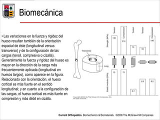 Biomecánica
Current Orthopedics. Biomechanics & Biomaterials. ©2006 The McGraw-Hill Companies
• Las variaciones en la fuerza y rigidez del
hueso resultan también de la orientación
espacial de éste (longitudinal versus
transverso) y de la configuración de las
cargas (tensil, compresiva o cizalla).
Generalmente la fuerza y rigidez del hueso es
mayor en la dirección de la carga más
frecuentemente aplicada (longitudinal en
huesos largos), como aparece en la figura.
Relacionado con la orientación, el hueso
cortical es más fuerte en el sentido
longitudinal; y en cuanto a la configuración de
las cargas, el hueso cortical es más fuerte en
compresión y más débil en cizalla.
 