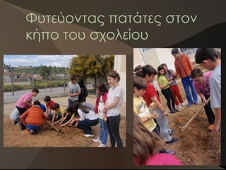 Φυτεύοντας πατάτες στον
κήπο του σχολείου
 