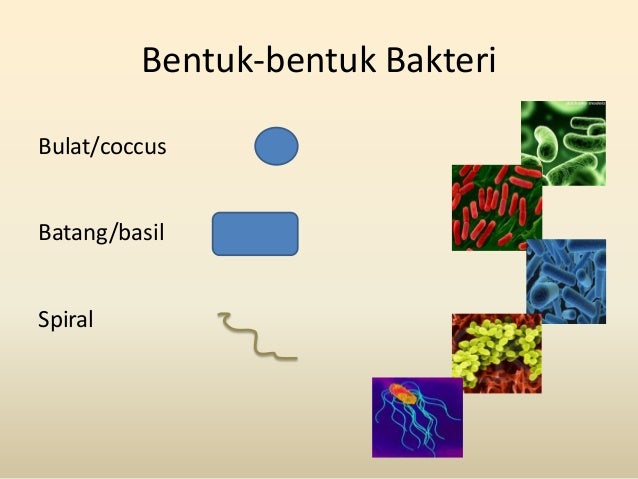 5. media kd 2.2 monera (sri handayani)