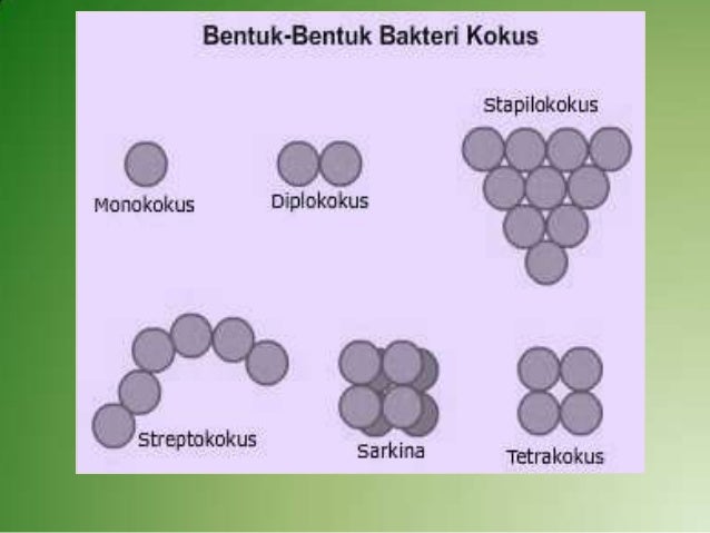 5. media kd 2.2 monera (sri handayani)