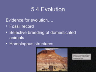 5.4 evolution | PPT