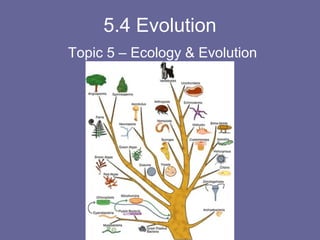 5.4 Evolution
Topic 5 – Ecology & Evolution

 