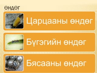 ӨНДӨГ

Царцааны өндөг

Бүгэгийн өндөг
Бясааны өндөг

 