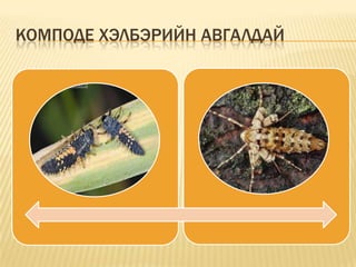 КОМПОДЕ ХЭЛБЭРИЙН АВГАЛДАЙ

 