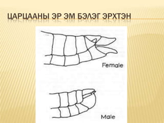 ЦАРЦААНЫ ЭР ЭМ БЭЛЭГ ЭРХТЭН

 