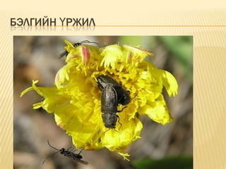 БЭЛГИЙН ҮРЖИЛ

 