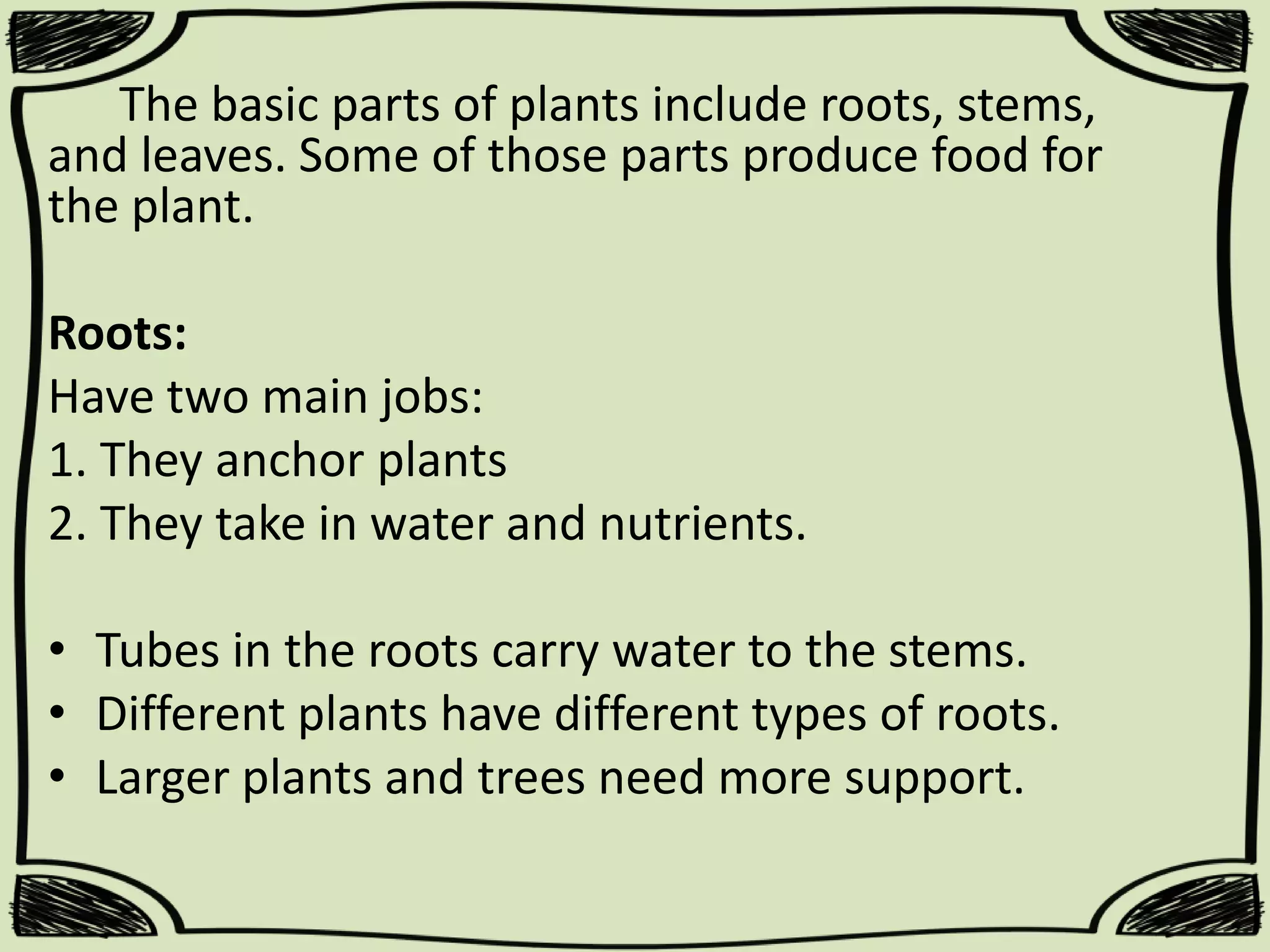 The basic parts of plants include roots, stems,
and leaves. Some of those parts produce food for
the plant.
Roots:
Have two main jobs:
1. They anchor plants
2. They take in water and nutrients.
• Tubes in the roots carry water to the stems.
• Different plants have different types of roots.
• Larger plants and trees need more support.

 