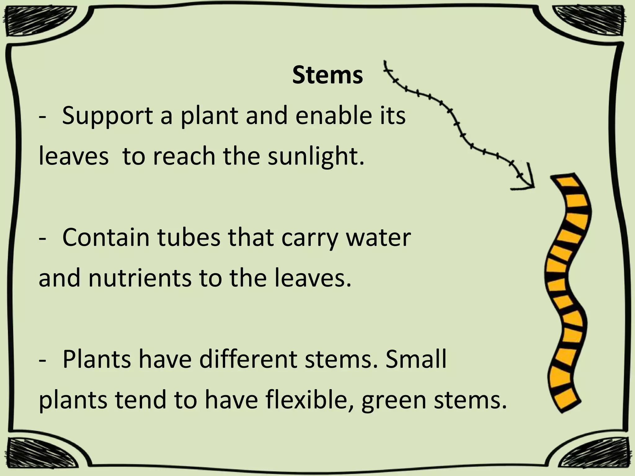 Stems
- Support a plant and enable its
leaves to reach the sunlight.
- Contain tubes that carry water
and nutrients to the leaves.
- Plants have different stems. Small
plants tend to have flexible, green stems.

 