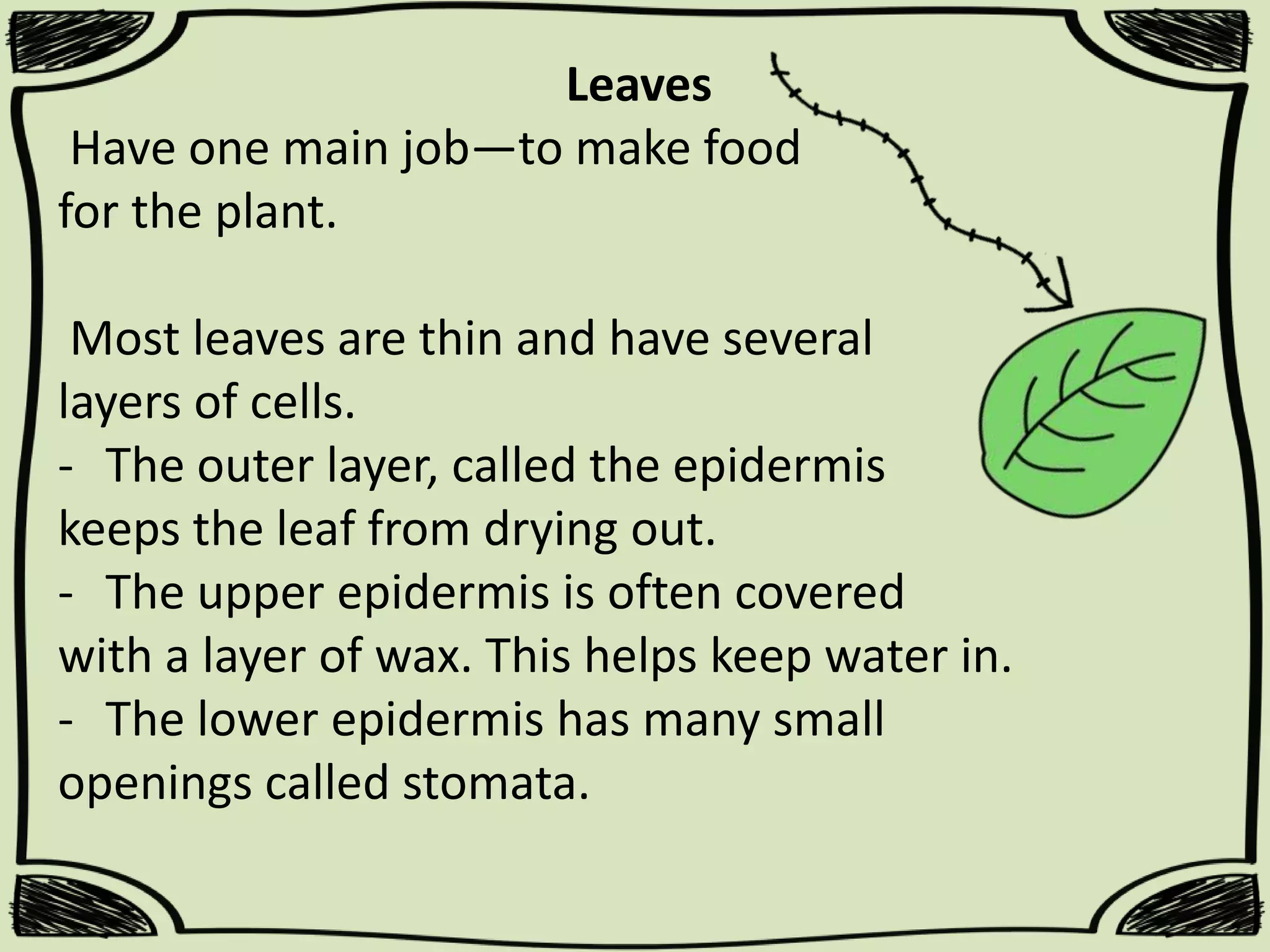 Leaves
Have one main job—to make food
for the plant.
Most leaves are thin and have several
layers of cells.
- The outer layer, called the epidermis
keeps the leaf from drying out.
- The upper epidermis is often covered
with a layer of wax. This helps keep water in.
- The lower epidermis has many small
openings called stomata.

 