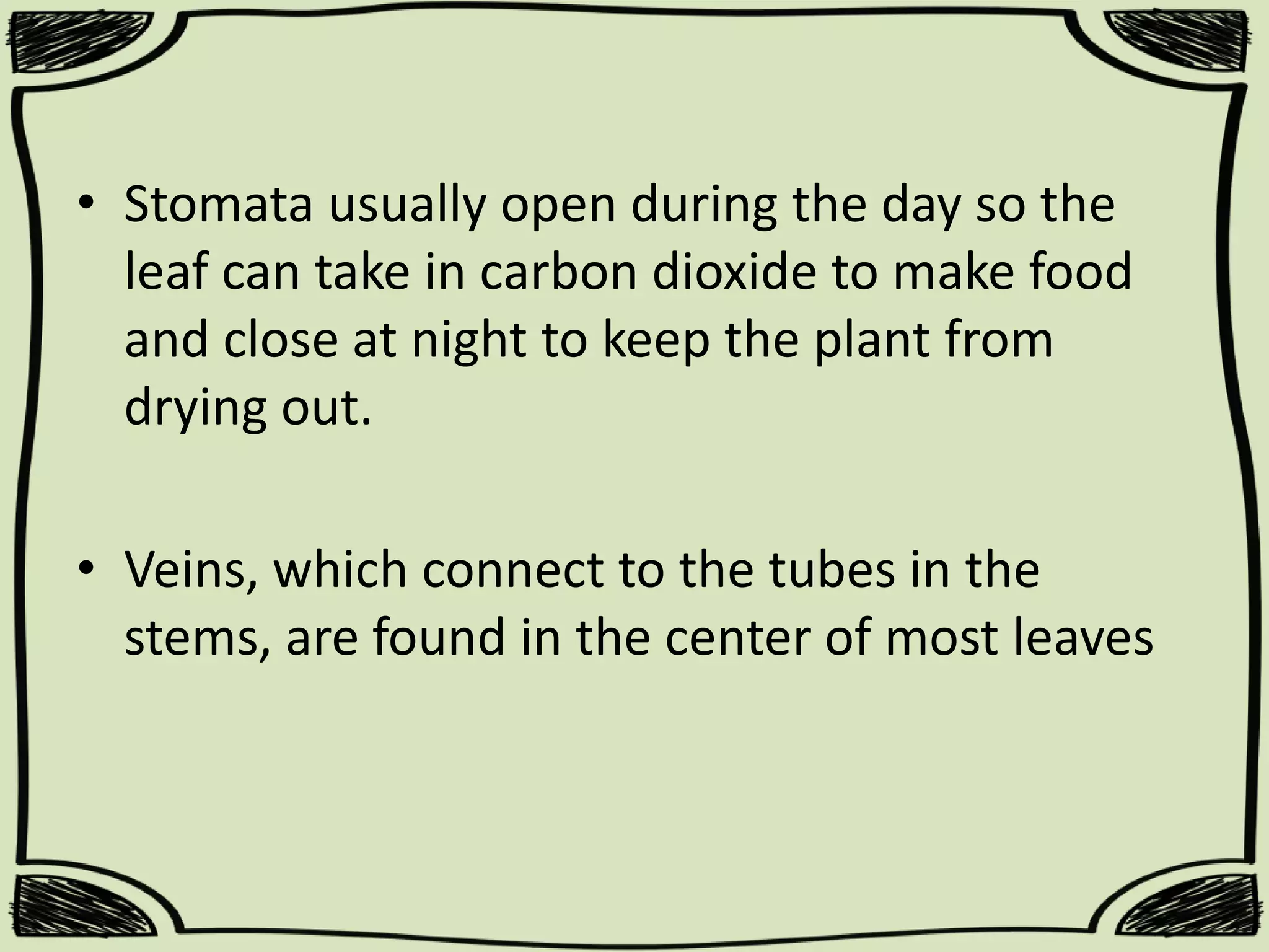 • Stomata usually open during the day so the
leaf can take in carbon dioxide to make food
and close at night to keep the plant from
drying out.
• Veins, which connect to the tubes in the
stems, are found in the center of most leaves

 