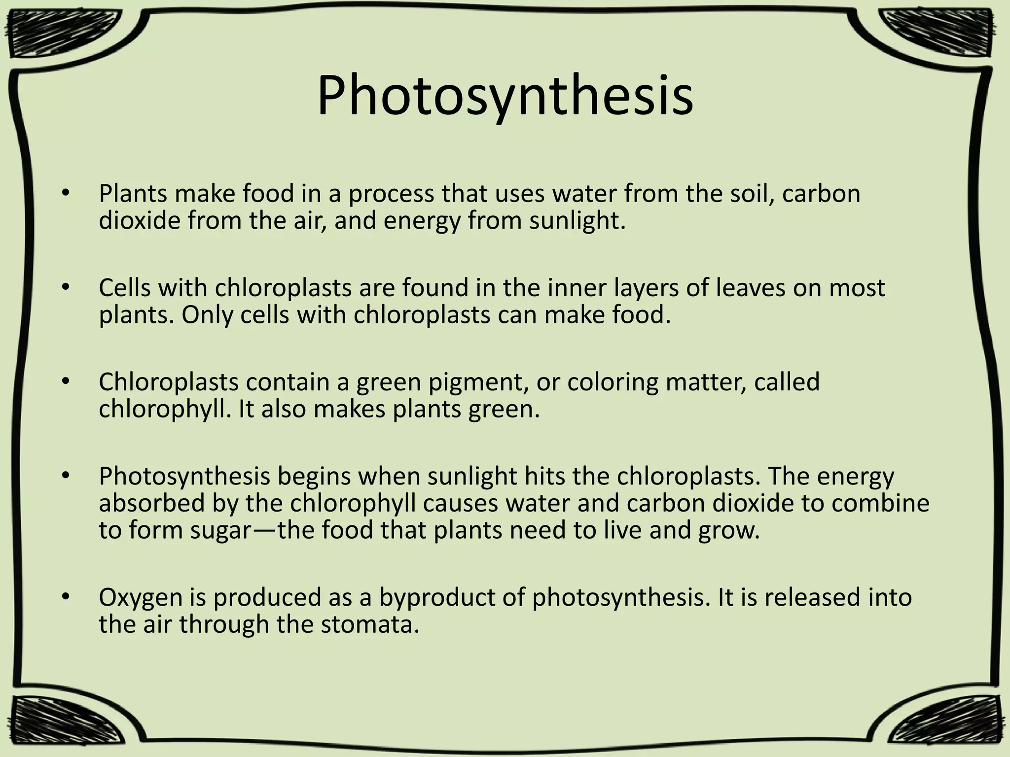 Photosynthesis
• Plants make food in a process that uses water from the soil, carbon
dioxide from the air, and energy from sunlight.
• Cells with chloroplasts are found in the inner layers of leaves on most
plants. Only cells with chloroplasts can make food.
• Chloroplasts contain a green pigment, or coloring matter, called
chlorophyll. It also makes plants green.
• Photosynthesis begins when sunlight hits the chloroplasts. The energy
absorbed by the chlorophyll causes water and carbon dioxide to combine
to form sugar—the food that plants need to live and grow.

• Oxygen is produced as a byproduct of photosynthesis. It is released into
the air through the stomata.

 