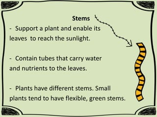 Stems
- Support a plant and enable its
leaves to reach the sunlight.
- Contain tubes that carry water
and nutrients to the leaves.
- Plants have different stems. Small
plants tend to have flexible, green stems.

 