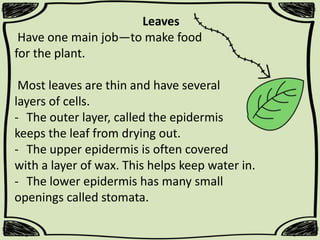 Leaves
Have one main job—to make food
for the plant.
Most leaves are thin and have several
layers of cells.
- The outer layer, called the epidermis
keeps the leaf from drying out.
- The upper epidermis is often covered
with a layer of wax. This helps keep water in.
- The lower epidermis has many small
openings called stomata.

 