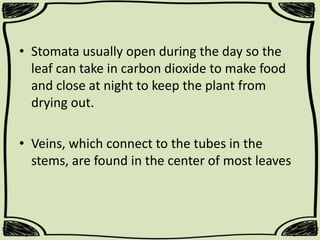 • Stomata usually open during the day so the
leaf can take in carbon dioxide to make food
and close at night to keep the plant from
drying out.
• Veins, which connect to the tubes in the
stems, are found in the center of most leaves

 