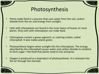Photosynthesis
• Plants make food in a process that uses water from the soil, carbon
dioxide from the air, and energy from sunlight.
• Cells with chloroplasts are found in the inner layers of leaves on most
plants. Only cells with chloroplasts can make food.
• Chloroplasts contain a green pigment, or coloring matter, called
chlorophyll. It also makes plants green.
• Photosynthesis begins when sunlight hits the chloroplasts. The energy
absorbed by the chlorophyll causes water and carbon dioxide to combine
to form sugar—the food that plants need to live and grow.

• Oxygen is produced as a byproduct of photosynthesis. It is released into
the air through the stomata.

 