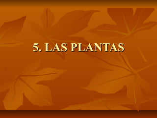 5. LAS PLANTAS

 