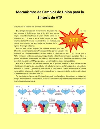 Mecanismos de Cambios de Unión para la
Síntesis de ATP
Este proceso se basa en tres premisas fundamentales:
1) La energía liberada con el movimiento del protón no
se usa
para impulsar la fosforilación directa del ADP, sino que se
emplea en cambiar la afinidad de unión del sitio activo por el
producto ATP. El ADP y Pi se unen dentro del sitio
catalítico de la ATP Sintasa, condensándose con facilidad para
formar una molécula de ATP unida con firmeza sin el
ingreso de energía adicional.
2) Cada sitio activo progresa de manera sucesiva por tres
diferentes conformaciones con afinidades distintas por los sustratos y los
productos. En cualquier momento, un sitio está en la conformación laxa
(L), en la que el
ADP y el Pi están unidos con soltura; un segundo sitio está en la conformación ajustada o (T), en la
que los nucleótidos están unidos con fuerza; y otro sitio está en la conformación abierta (O), que
permite la liberación del ATP porque posee una afinidad muy baja a los nucleótidos.
3) El ATP se sintetiza por catálisis rotatoria, en la que una parte de la ATP Sintasa rota en
relación con otra parte. Las subunidades alfa y beta, forman un anillo hexagonal de subunidades
dentro de la cabeza F1, girando en relación con el tallo central. En este modelo que se conoce
como catálisis rotaroria, la rotación está impulsada por el movimiento de los protones a través de
la membrana por el canal de la base F0.
Por consiguiente, la energía eléctrica almacenada en el gradiente de protones se traduce en
energía mecánica de un tallo rotatorio, la cual se transforma luego en energía química almacenada
en el trifosfato de adenosina.

ATP

 