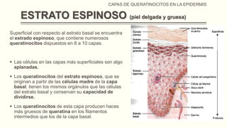 CAPAS DE QUERATINOCITOS EN LA EPIDERMIS

ESTRATO ESPINOSO (piel delgada y gruesa)
Superficial con respecto al estrato basal se encuentra
el estrado espinoso, que contiene numerosos
queratinocitos dispuestos en 8 a 10 capas.

 Las células en las capas más superficiales son algo
aplanadas.
 Los queratinocitos del estrato espinoso, que se
originan a partir de las células madre de la capa
basal, tienen los mismos orgánulos que las células
del estrato basal y conservan su capacidad de
dividirse.
 Los queratinocitos de esta capa producen haces
más gruesos de queratina en los filamentos
intermedios que los de la capa basal.

 