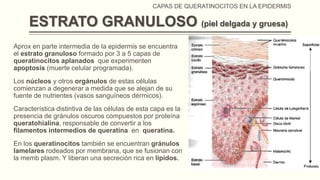 CAPAS DE QUERATINOCITOS EN LA EPIDERMIS

ESTRATO GRANULOSO (piel delgada y gruesa)
Aprox en parte intermedia de la epidermis se encuentra
el estrato granuloso formado por 3 a 5 capas de
queratinocitos aplanados que experimenten
apoptosis (muerte celular programada).
Los núcleos y otros orgánulos de estas células
comienzan a degenerar a medida que se alejan de su
fuente de nutrientes (vasos sanguíneos dérmicos).
Característica distintiva de las células de esta capa es la
presencia de gránulos oscuros compuestos por proteína
queratohialina, responsable de convertir a los
filamentos intermedios de queratina en queratina.
En los queratinocitos también se encuentran gránulos
lamelares rodeados por membrana, que se fusionan con
la memb plasm. Y liberan una secreción rica en lipidos.

 