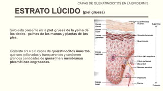 CAPAS DE QUERATINOCITOS EN LA EPIDERMIS

ESTRATO LÚCIDO (piel gruesa)
Sólo está presente en la piel gruesa de la yema de
los dedos, palmas de las manos y plantas de los
pies.

Consiste en 4 a 6 capas de queratinocitos muertos,
que son aplanados y transparentes y contienen
grandes cantidades de queratina y membranas
plasmáticas engrosadas.

 
