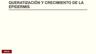 QUERATIZACIÓN Y CRECIMIENTO DE LA
EPIDERMIS

INICIO

 