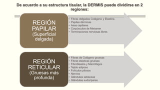 De acuerdo a su estructura tisular, la DERMIS puede dividirse en 2
regiones:

REGIÓN
PAPILAR
(Superficial
delgada)

REGIÓN
RETICULAR
(Gruesas más
profunda)

•
•
•
•
•

Fibras delgadas Colágeno y Elastina.
Papilas dérmicas
Asas capilares
Corpúsculos de Meissner
Terminaciones nerviosas libres

•
•
•
•
•
•
•
•

Fibras de Colágeno gruesas
Fibras elásticas gruesas
Fibroblastos y Macrófagos
Tejido adiposo
Folículos pilosos
Nervios
Glándulas sebáceas
Glándulas sudoríparas

 