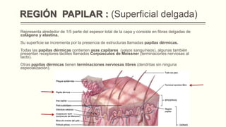 REGIÓN PAPILAR : (Superficial delgada)
Representa alrededor de 1/5 parte del espesor total de la capa y consiste en fibras delgadas de
colágeno y elastina.
Su superficie se incrementa por la presencia de estructuras llamadas papilas dérmicas.
Todas las papilas dérmicas contienen asas capilares (vasos sanguíneos), algunas también
presentan receptores táctiles llamados Corpúsculos de Meissner (terminaciones nerviosas al
tacto).
Otras papilas dérmicas tienen terminaciones nerviosas libres (dendritas sin ninguna
especialización).

 