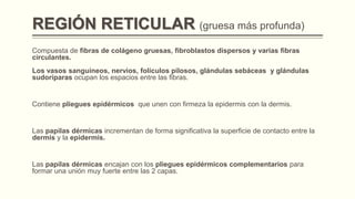 REGIÓN RETICULAR (gruesa más profunda)
Compuesta de fibras de colágeno gruesas, fibroblastos dispersos y varias fibras
circulantes.

Los vasos sanguíneos, nervios, folículos pilosos, glándulas sebáceas y glándulas
sudoríparas ocupan los espacios entre las fibras.

Contiene pliegues epidérmicos que unen con firmeza la epidermis con la dermis.

Las papilas dérmicas incrementan de forma significativa la superficie de contacto entre la
dermis y la epidermis.

Las papilas dérmicas encajan con los pliegues epidérmicos complementarios para
formar una unión muy fuerte entre las 2 capas.

 