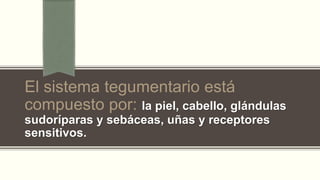 El sistema tegumentario está
compuesto por: la piel, cabello, glándulas
sudoríparas y sebáceas, uñas y receptores
sensitivos.

 