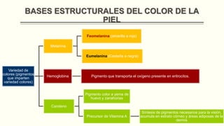 BASES ESTRUCTURALES DEL COLOR DE LA
PIEL
Feomelanina (amarilla a roja)
Melanina
Eumelanina (Castaña a negra)

Variedad de
colores (pigmentos
que imparten
variedad colores)

Hemoglobina

Pigmento que transporta el oxígeno presente en eritrocitos.

Pigmento color a yema de
huevo y zanahorias
Caroteno
Precursor de Vitamina A

Síntesis de pigmentos necesarios para la visión,
acumula en estrato córneo y áreas adiposas de la
dermis

 