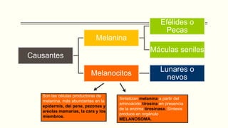 Efélides o
Pecas
Melanina
Máculas seniles

Causantes

Melanocitos
Son las células productoras de
melanina, más abundantes en la
epidermis, del pene, pezones y
aréolas mamarias, la cara y los
miembros.

Lunares o
nevos

Sintetizan melanina a partir del
aminoácido tirosina en presencia
de la enzima tirosinasa. Síntesis
produce en orgánulo
MELANOSOMA.

 