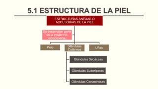 5.1 ESTRUCTURA DE LA PIEL
ESTRUCTURAS ANEXAS O
ACCESORIAS DE LA PIEL
Se desarrollan partir
de la epidermis
embrionaria.
Pelo

Glándulas
Cutáneas

Uñas

Glándulas Sebáceas

Glándulas Sudoríparas

Glándulas Ceruminosas

 