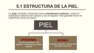 5.1 ESTRUCTURA DE LA PIEL
La piel, también conocida como membrana cutánea, cubre la
superficie externa del cuerpo y es el órgano más grande tanto en
superficie como en peso.

PIEL
EPIDERMIS:
Porción superficial, más
delgada, compuesta por tejido
epitelial

DERMIS:
La parte profunda y más gruesa
del tejido conectivo

 