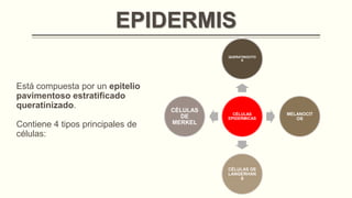 EPIDERMIS
QUERATINOCITO
S

Está compuesta por un epitelio
pavimentoso estratificado
queratinizado.
Contiene 4 tipos principales de
células:

CÉLULAS
DE
MERKEL

CÉLULAS
EPIDERMICAS

CÉLULAS DE
LANGERHAN
S

MELANOCIT
OS

 